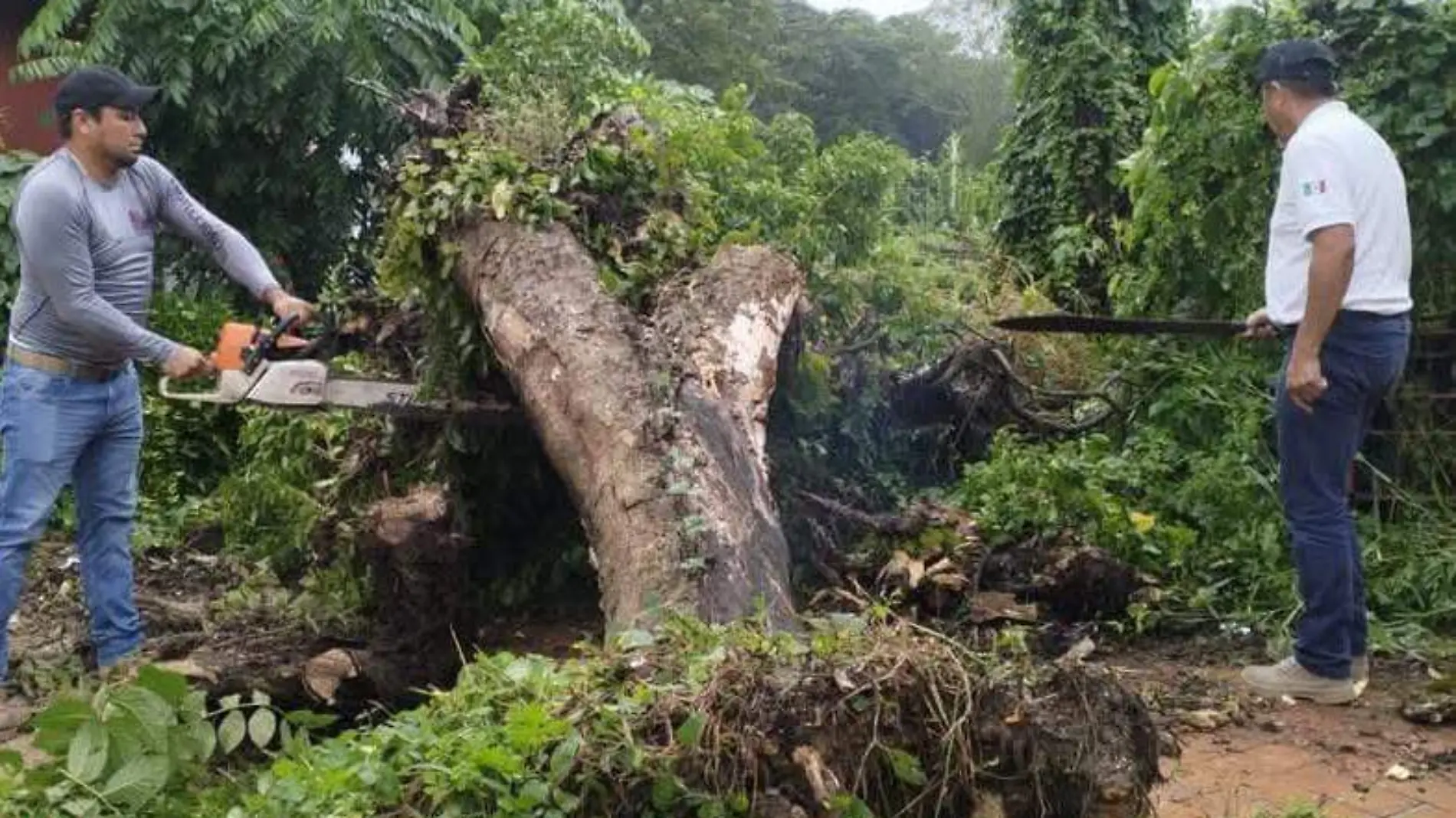 personas cortando los arboles caídos